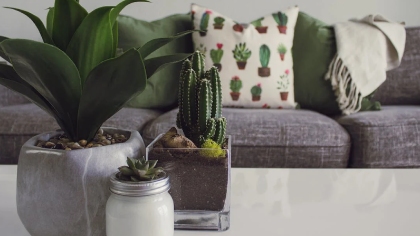 Home & Garden