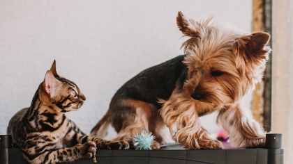 Pets